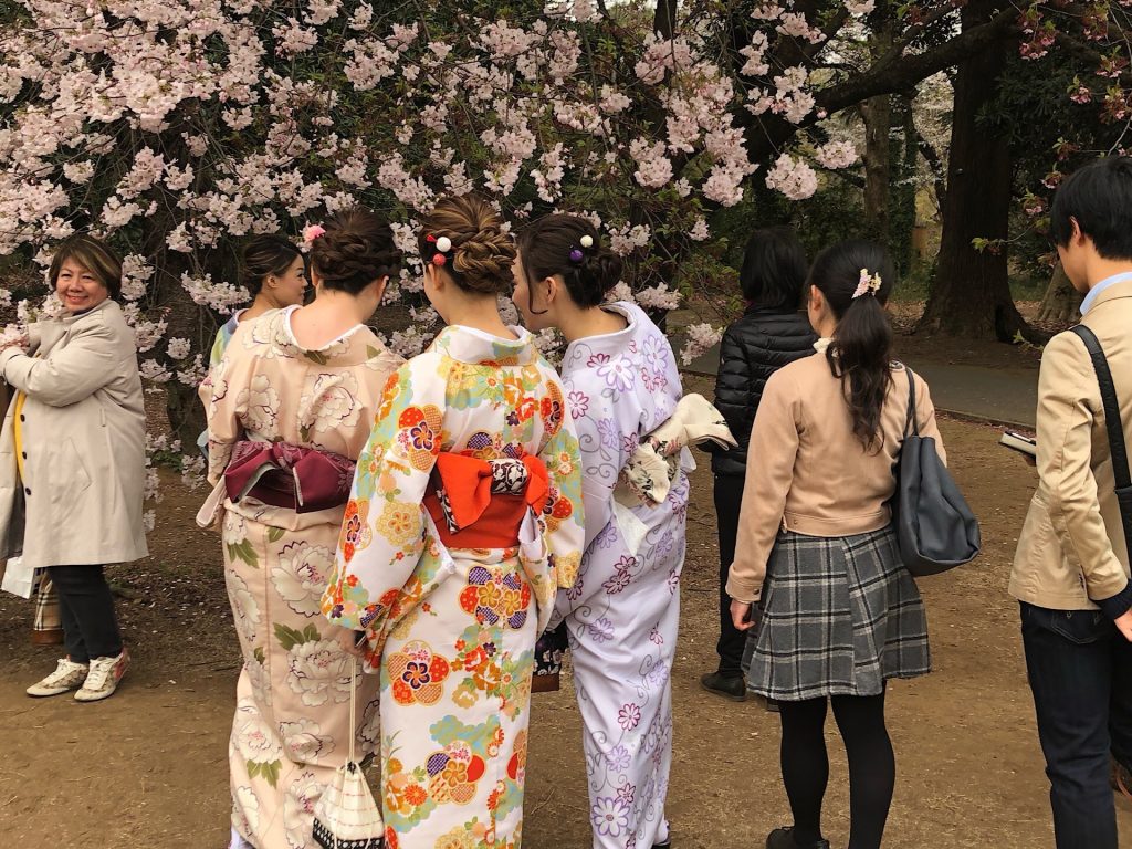Sakura, Mädchen in Kimonos vor dem Kirschbaum