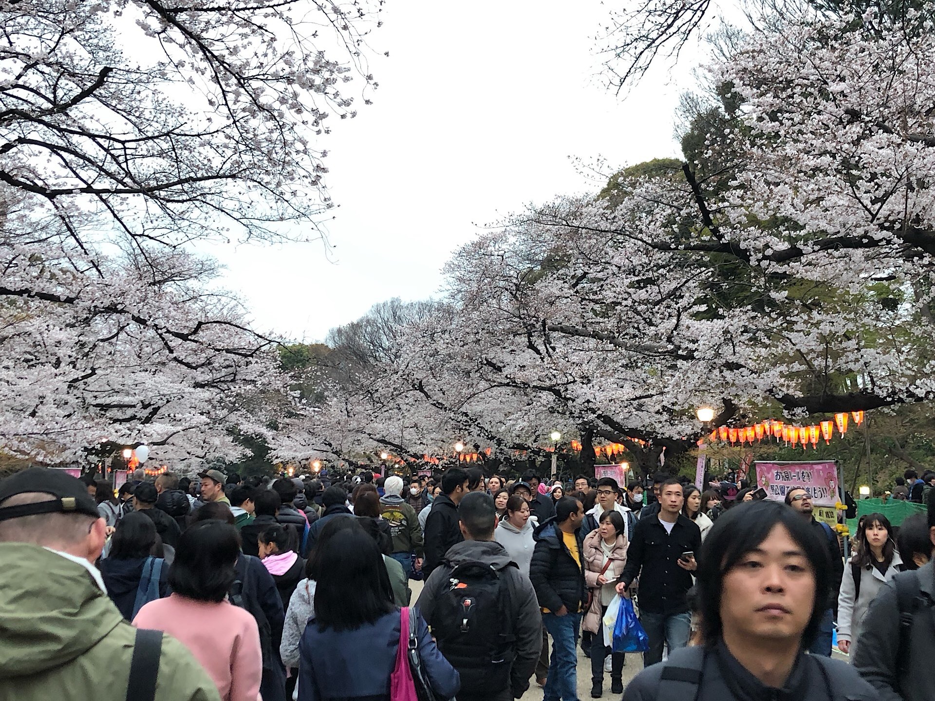 Besucherandrang im Ueno-Park