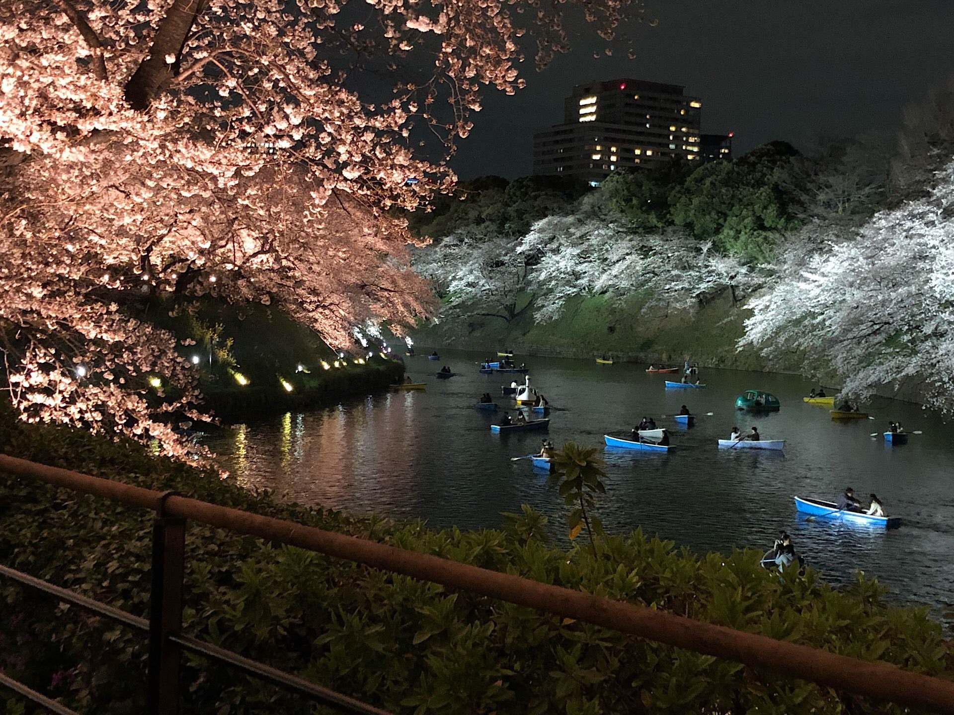Kirschblütenpracht am Teich in der Nacht