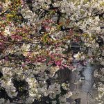 Sakura, die Kirschblüte in Japan